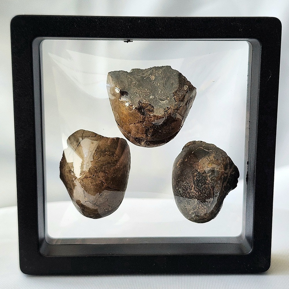 Late Cretaceous Fossilized Ammonite Natural History Display Specimen Trio Rare‎